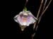 Dendrobium_aff_tenellum