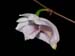 Dendrobium_aff_tenellum2