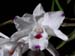 Dendrobium_annae2_