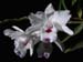 Dendrobium_annae_