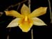 Dendrobium_hancockii
