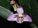 Dendrobium_kingianum