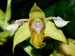Dendrobium_macrophyllum