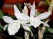 Dendrobium_parishii_alba