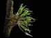 Dendrochilum_pumilum