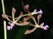 Encyclia_osmantha