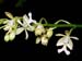 Epidendrum_ventricosum