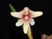 Eria_globifera2