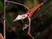 Gongora_aff_leucochila