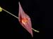 Lepanthes_elegantula