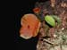 Lepanthes_telipogoniflora2