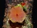 Lepanthes_telipogoniflora3