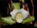 Lycaste_leucantha