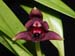 Maxillaria_variabilis_Red