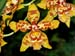 Odontocidium_Artur_Elle