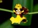 Oncidium_lankesteri_Costa-Rica