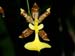 Oncidium_tigrinum