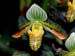 Paphiopedilum_venustus