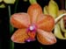 Phalaenopsis_Bavaria