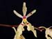 Renanthera_citrina