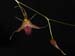 Specklinia_megalops