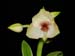 Telipogon_andicola