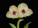 Telipogon_andicola2