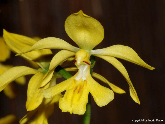 Calanthe_striata