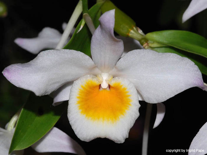 Dendrobium_findleyanum