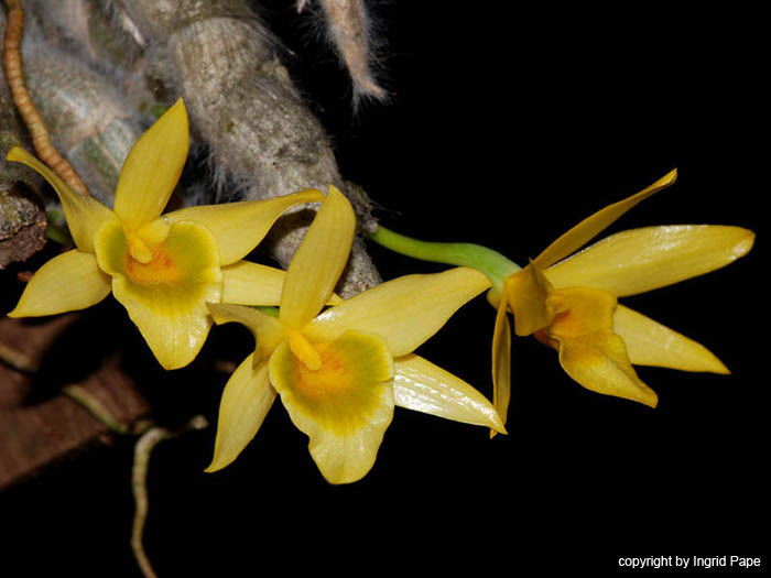 Dendrobium_senile