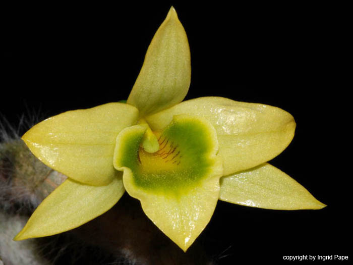 Dendrobium_senile2