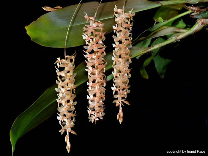 Dendrochilum