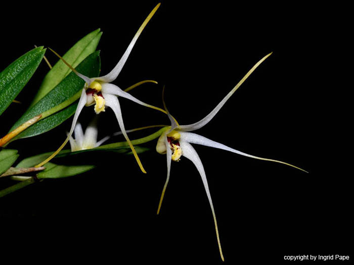 Diplocaulobium_spec2