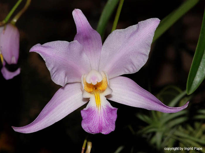 Laelia_majalis