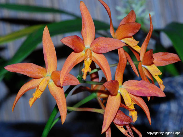 Laelia_sulina