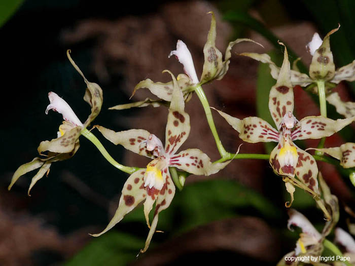 Odontoglossum_gloriosum
