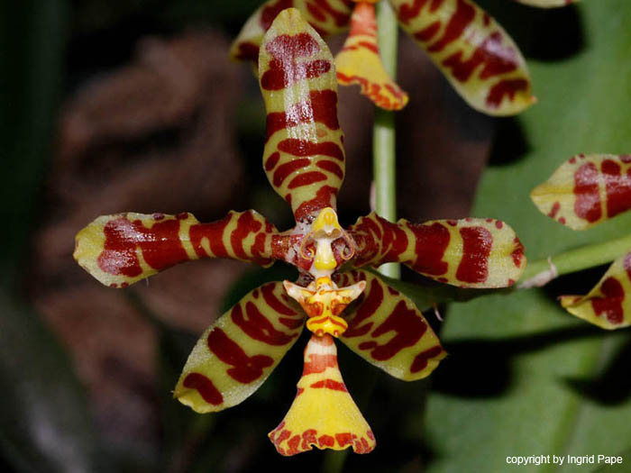 Odontoglossum_insleyi