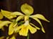 Calanthe_striata