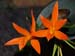Cattleya_aurantiaca