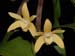 Dendrobium_adae