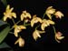 Dendrobium_gracilicaule