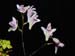 Dendrobium_microbulbon