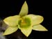 Dendrobium_senile2