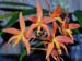 Laelia_sulina