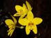 Spathoglottis_affinis