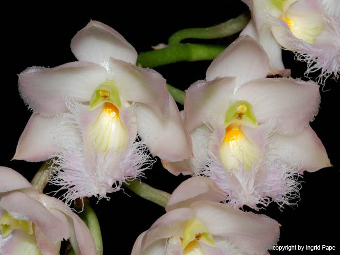 Clowesia_rosea
