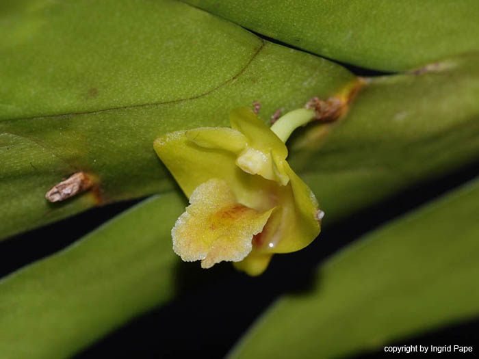 Dendrobium_anceps