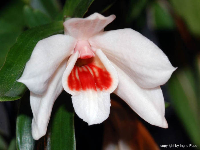 Dendrobium_multilineatum