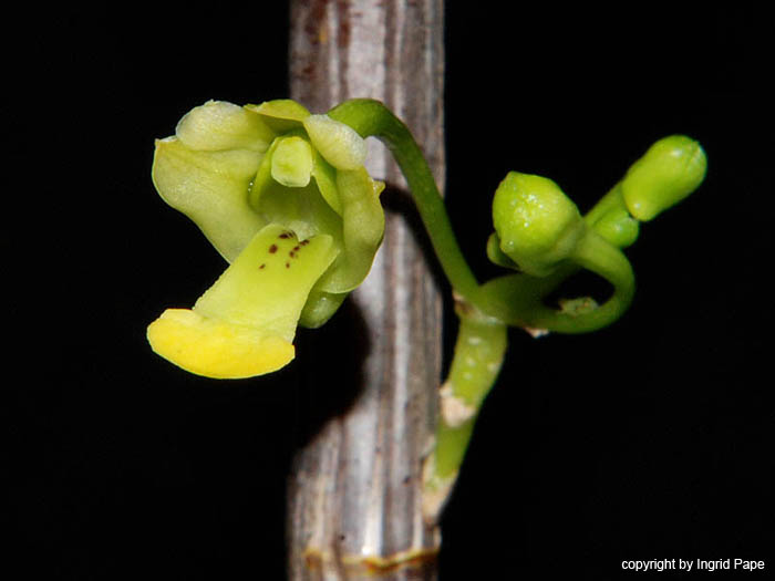 Dendrobium_parcum