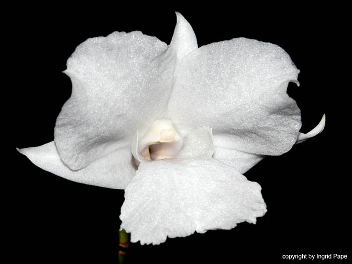 Dendrobium_parthenium
